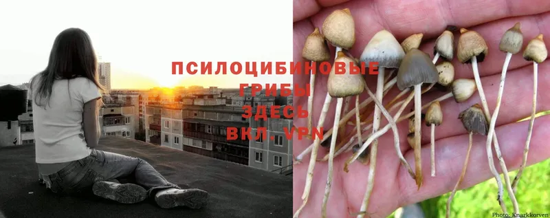 Псилоцибиновые грибы MAGIC MUSHROOMS  где можно купить наркотик  Киреевск 